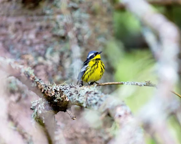 Magnolia Warbler Hermoso Familiar Curruca Los Bosques Del Norte Aunque —  Fotos de Stock