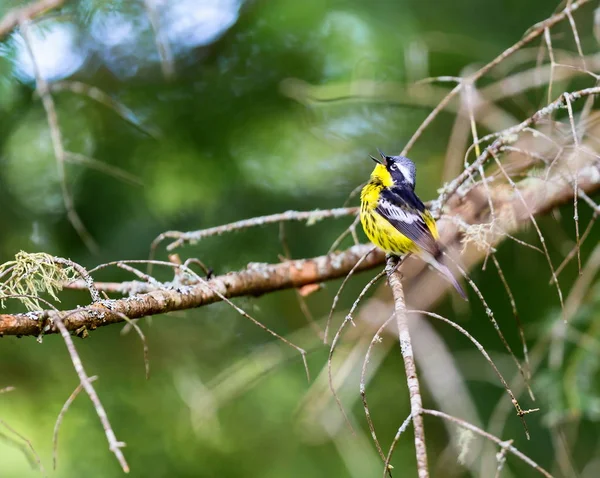 Magnolia warbler diep in een boreaal bos in Noord Quebec Canada. — Stockfoto