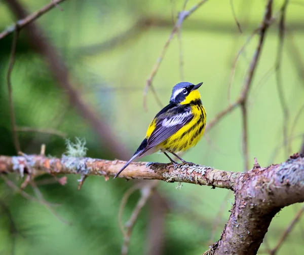 Magnolia warbler deep in a Boreal forest in north Quebec Canada. — Stock Photo, Image