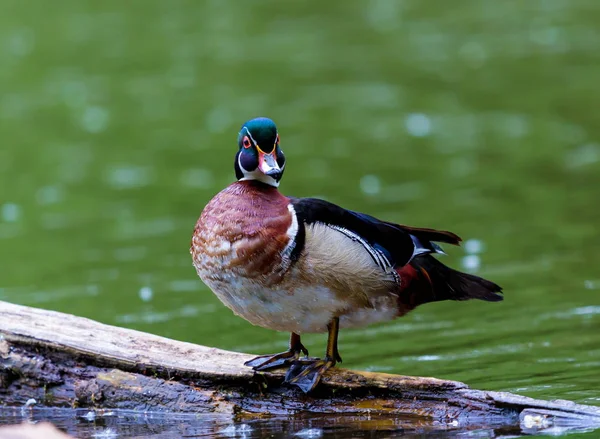 Hout Eend Mannelijke Carolina Eend Een Soort Kraanvogels Eend Gevonden — Stockfoto