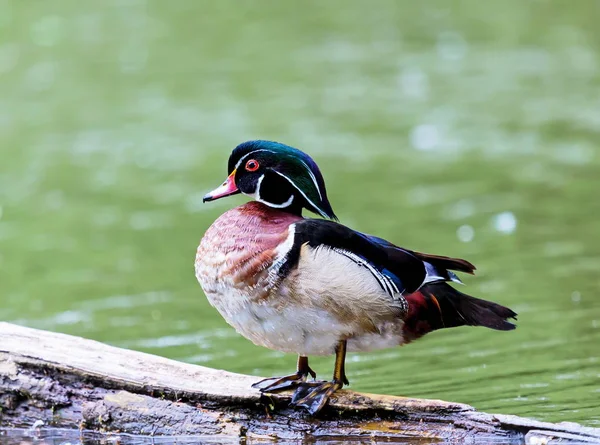 Pato macho de madera . — Foto de Stock