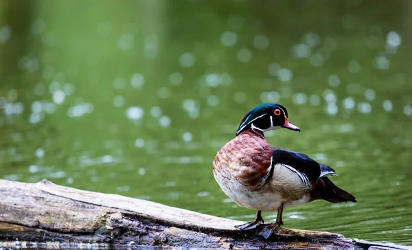 Wood Duck Mężczyzna Carolina Kaczka Gatunek Kaczki Perching Znaleziono Ameryce — Zdjęcie stockowe