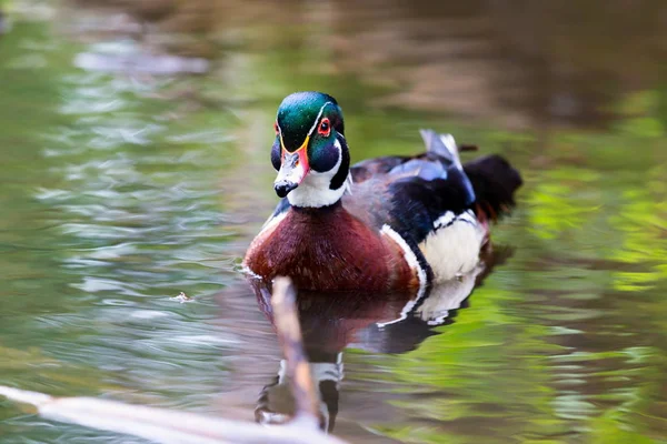 Ahşap ördek erkek.