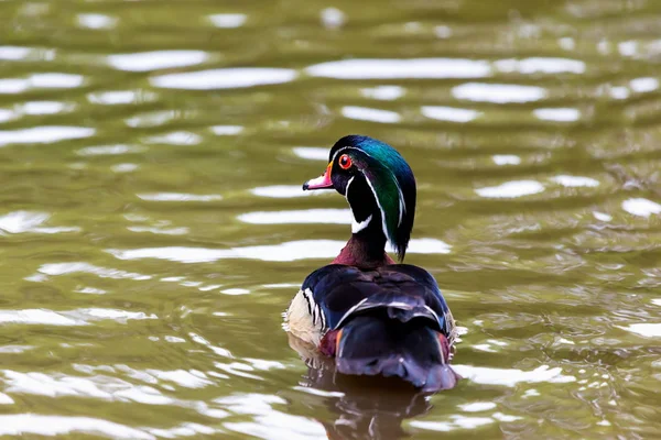 Hout duck man. — Stockfoto