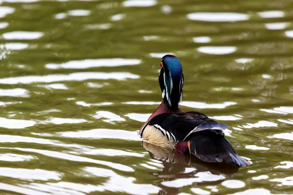 Hout duck man. — Stockfoto