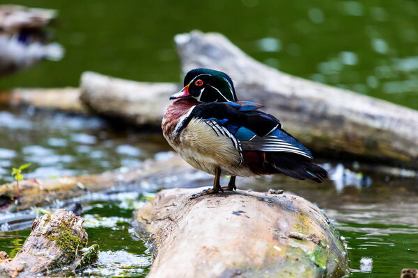 Древесная утка
.