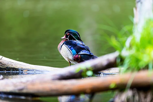 Hout Eend Mannelijke Carolina Eend Een Soort Kraanvogels Eend Gevonden — Stockfoto