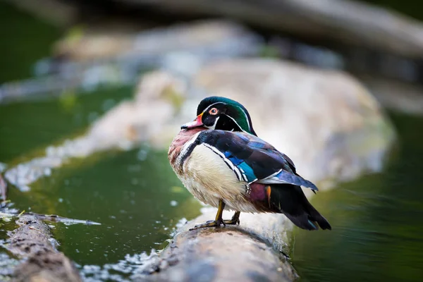 Carolina Duck Uma Espécie Pato Gênero Wood Pertencente Família Bombycidae — Fotografia de Stock