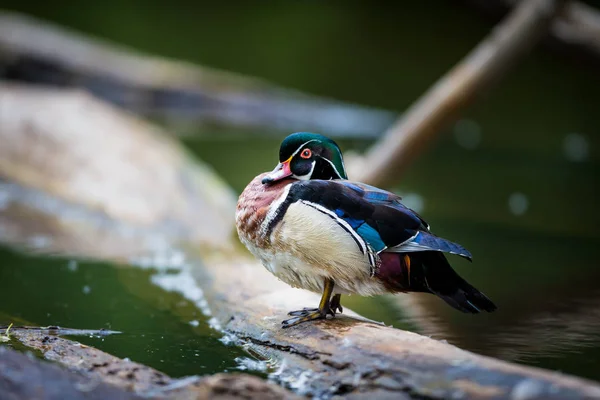 Wood Duck Mężczyzna Carolina Kaczka Gatunek Kaczki Perching Znaleziono Ameryce — Zdjęcie stockowe