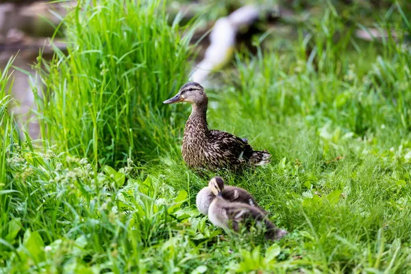 Mother mallard with chicks near by. The ever alert mother is keeping watch for predators, ready to plunge back into the pond.