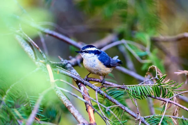 Red Bellied Nuthatch Una Foresta Boreale Nel Nord Del Quebec — Foto Stock