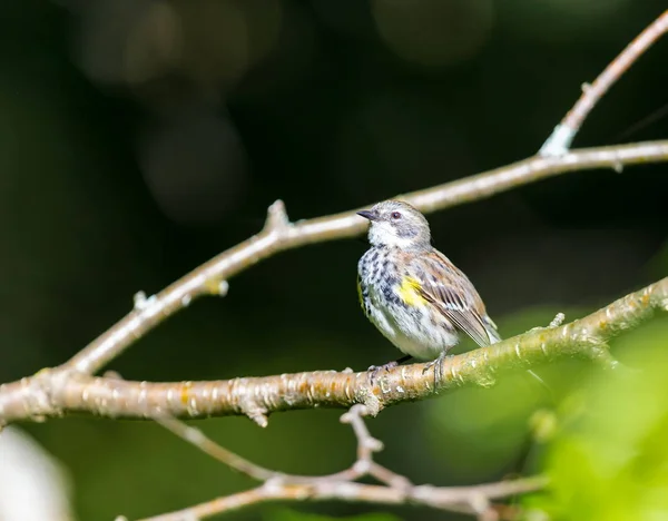 Les Parulines Grappes Jaunes Sont Impressionnantes Par Nombre Impressionnant Parulines — Photo