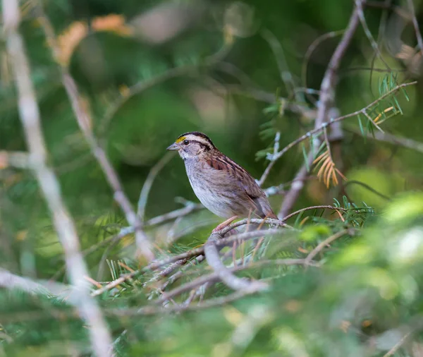 Knackige Gesichtszüge Machen Den Weißkehlsperling Mit Seinem Markanten Gesang Einem — Stockfoto