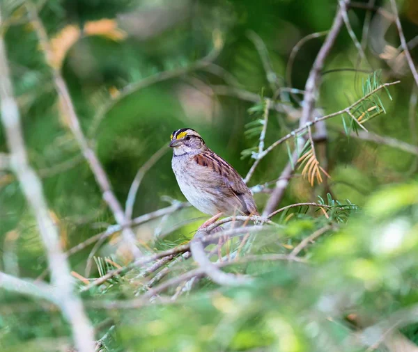 Des Marques Faciales Croustillantes Font Bruant Gorge Blanche Oiseau Attrayant — Photo