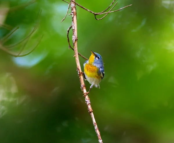 Malý Zpěvný Horní Baldachýn Severní Parula Lze Nalézt Boreálních Lesích — Stock fotografie