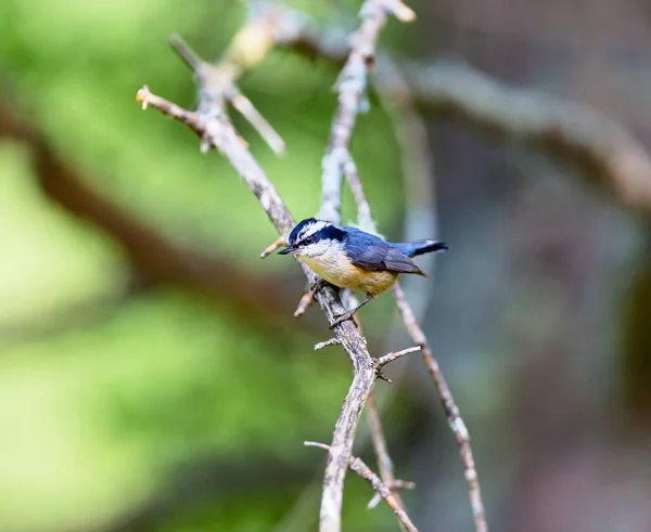Red Bellied Nuthatch Deep Boreal Forest North Quebec Canada Birds — Stock Photo, Image
