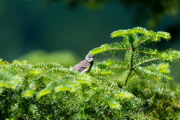 Žlutá Zpěvavý Pěnice Jsou Působivé Jasná Čísla Nimiž Zaplaví Kontinentu — Stock fotografie