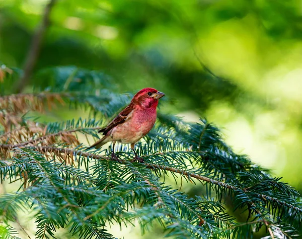 Finch roxo em uma floresta boreal Quebec Canadá . — Fotografia de Stock