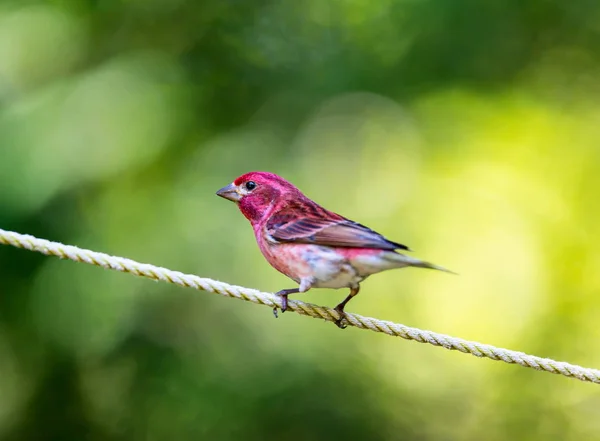 Female Purple Finch Male Bird Has Been Famously Described Sparrow — Stock Photo, Image