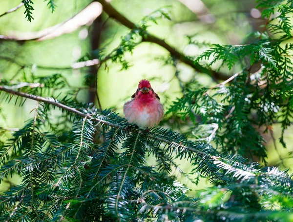 Finch roxo em uma floresta boreal Quebec Canadá . — Fotografia de Stock