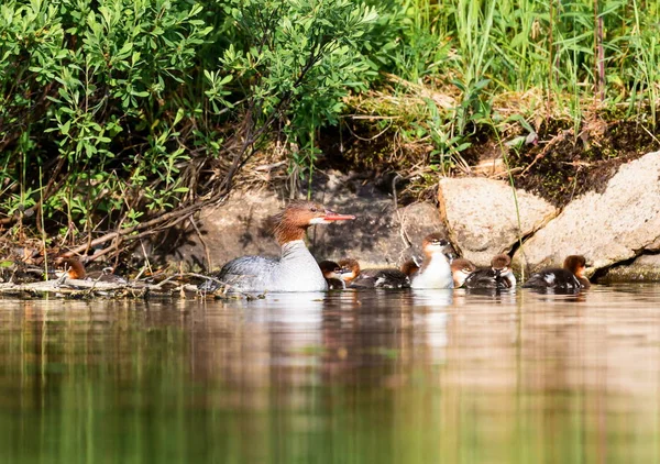 Elegantní Šedá Vestička Žena Morčáka Velkého Mají Bohaté Skořice Hlavy — Stock fotografie