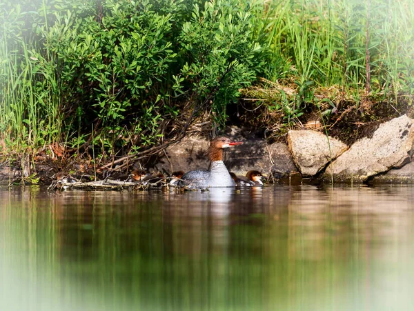 Κοινό Merganser σε Lac Creux Κεμπέκ Καναδάς. — Φωτογραφία Αρχείου