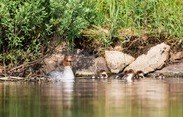 Gemeinsamer Merganser auf lac creux quebec canada. — Stockfoto