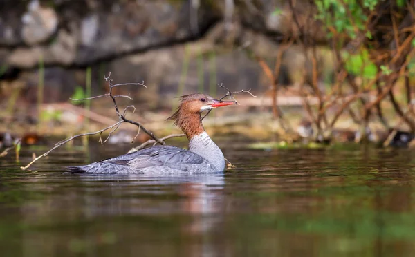 Elegantní Šedá Vestička Žena Morčáka Velkého Mají Bohaté Skořice Hlavy — Stock fotografie