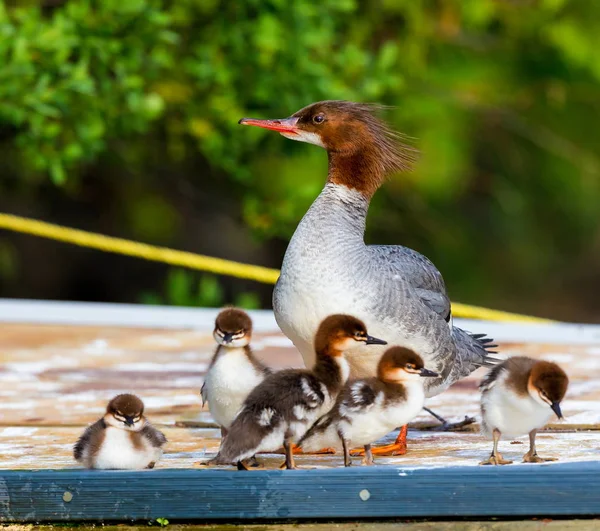 Lac Creux Quebec Kanada üzerinde ortak Merganser.