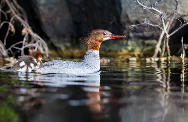 Gemeinsamer Merganser auf lac creux quebec canada. — Stockfoto