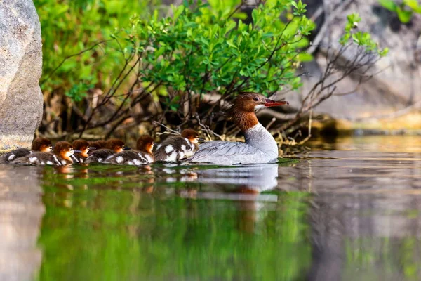 Merganser comum em Lac Creux Quebec Canadá . — Fotografia de Stock