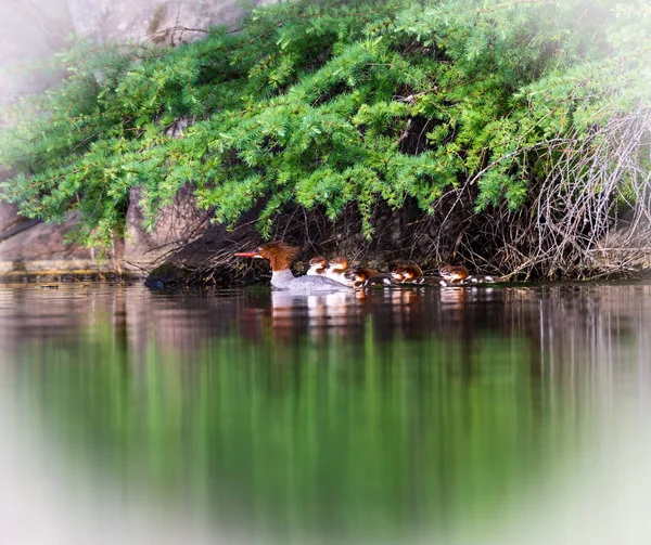 Morčák na Lac Creux Québec Kanada. — Stock fotografie