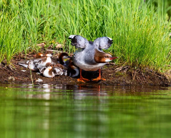 Κοινό Merganser σε Lac Creux Κεμπέκ Καναδάς. — Φωτογραφία Αρχείου