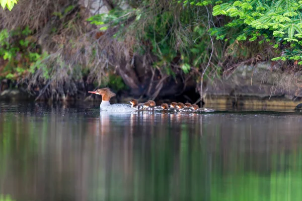 Common Merganser on Lac Creux Quebec Canada.