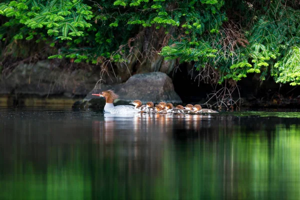 Morčák na Lac Creux Québec Kanada. — Stock fotografie