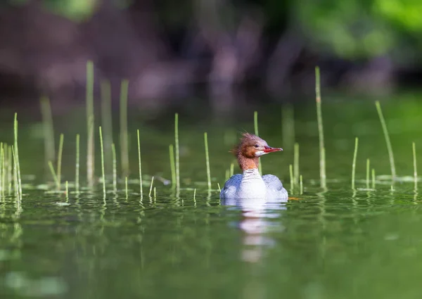 Κοινό Merganser σε Lac Creux Κεμπέκ Καναδάς. — Φωτογραφία Αρχείου