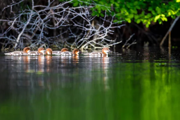 Κοινό Merganser σε Lac Creux Κεμπέκ Καναδάς. — Φωτογραφία Αρχείου