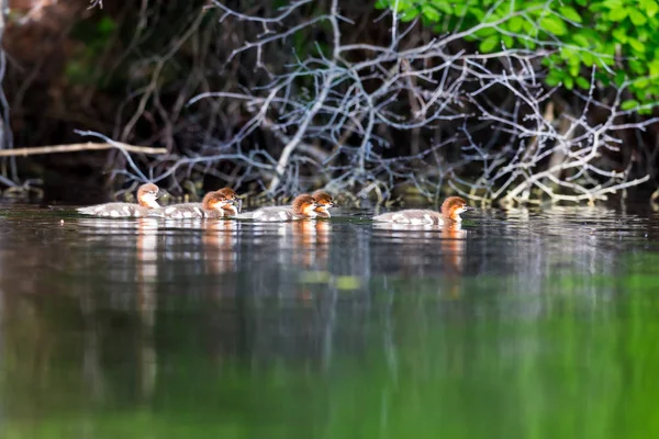 Κοινό Merganser σε Lac Creux Κεμπέκ Καναδάς. — Φωτογραφία Αρχείου