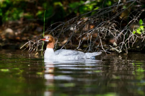 Gemeinsamer Merganser auf lac creux quebec canada. — Stockfoto