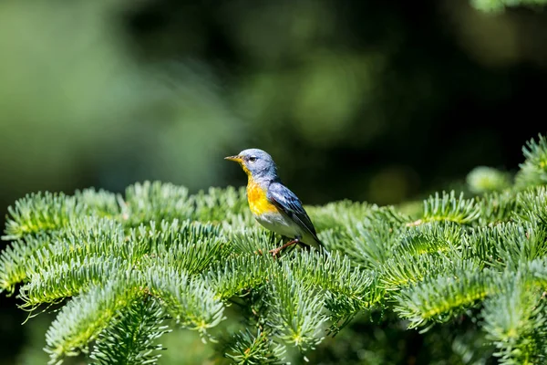 Eine Kleine Grasmücke Des Oberen Baldachins Die Nördliche Parula Ist — Stockfoto