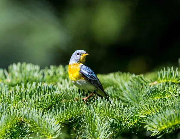 Eine Kleine Grasmücke Des Oberen Baldachins Die Nördliche Parula Ist — Stockfoto