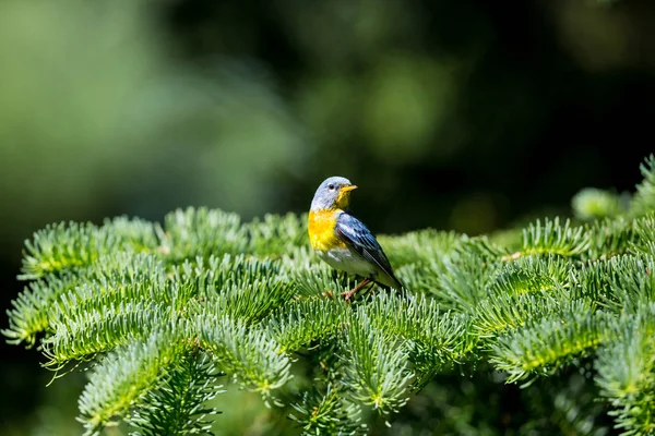 Liten Skogssångare Övre Trädkronorna Norra Parula Kan Hittas Boreala Skogar — Stockfoto