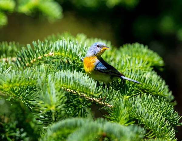 Pequeno Warbler Dossel Superior Parula Setentrional Pode Ser Encontrada Florestas — Fotografia de Stock