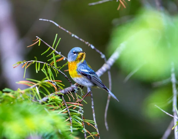 Malý Zpěvný Horní Baldachýn Severní Parula Lze Nalézt Boreálních Lesích — Stock fotografie