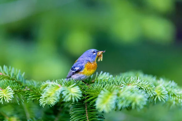 Küçük Çıvgın Üst Çardağın Kuzey Parula Quebec Boreal Ormanları Içinde — Stok fotoğraf