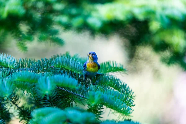 Small Warbler Upper Canopy Northern Parula Can Found Boreal Forests — Stock Photo, Image