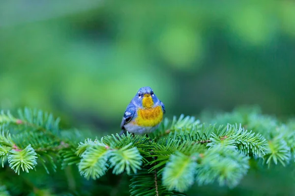 A small warbler of the upper canopy, the Northern Parula can be found in boreal forests of Quebec. It nests in Canada in June and July and after returns south to spend the winter.