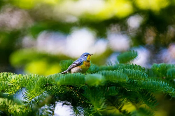 Pequeno Warbler Dossel Superior Parula Setentrional Pode Ser Encontrada Florestas — Fotografia de Stock