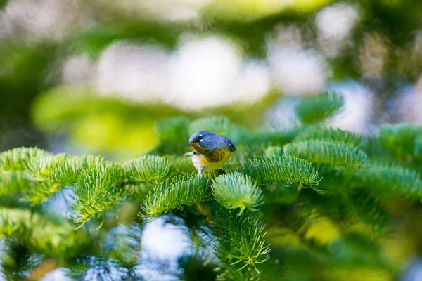 冠层上部的小莺 Parula 可以发现在魁北克的北方森林 月在加拿大筑巢和后返回南方过冬 — 图库照片