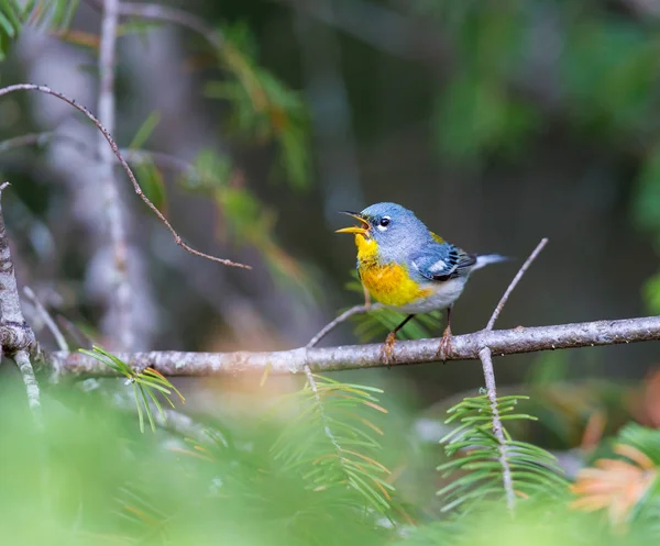 Nördliche parula quebec canada. — Stockfoto